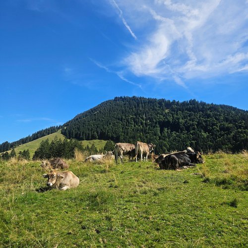 Die Tipps aus dem Wanderhotel im Allgäu Kühe liegen und stehen auf einer grünen Wiese vor bewaldetem Hügel unter blauem Himmel