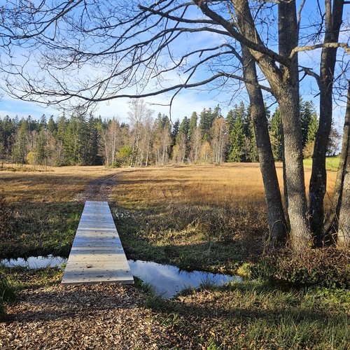 Die Tipps aus dem Wanderhotel im Allgäu Holzsteg über kleinen Bach in herbstlicher Wiesenlandschaft bei blauem Himmel