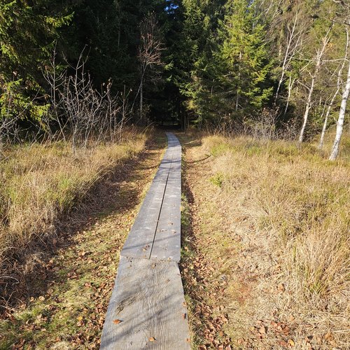 Die Tipps aus dem Wanderhotel im Allgäu Holzsteg führt durch herbstliche Wiese in einen Nadelwald